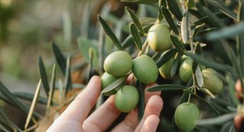 Olivo: l’importanza della pianta e i problemi da risolvere