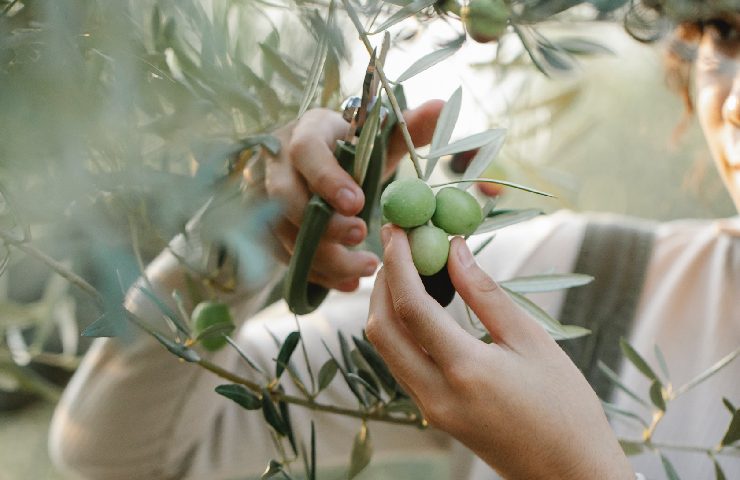 Tagliare le olive dall'olivo
