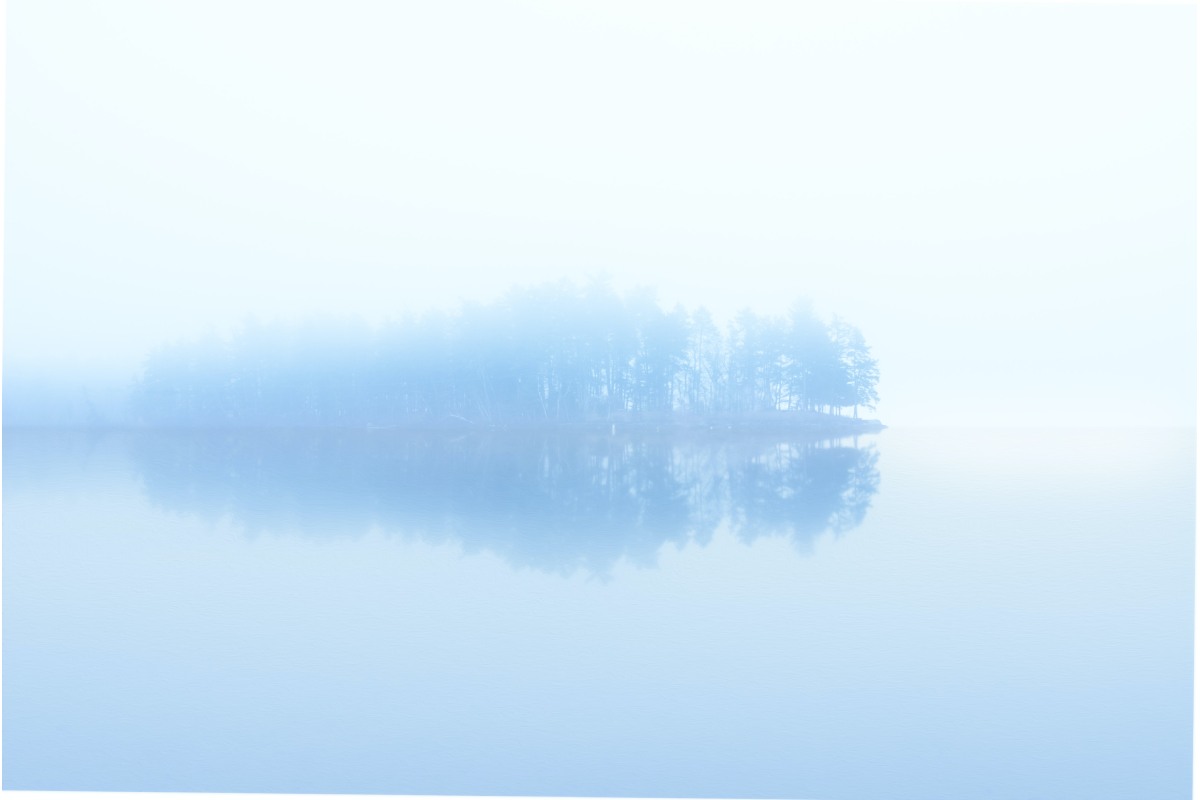 Alberi blu riflessi sulla nebbia sconsolata