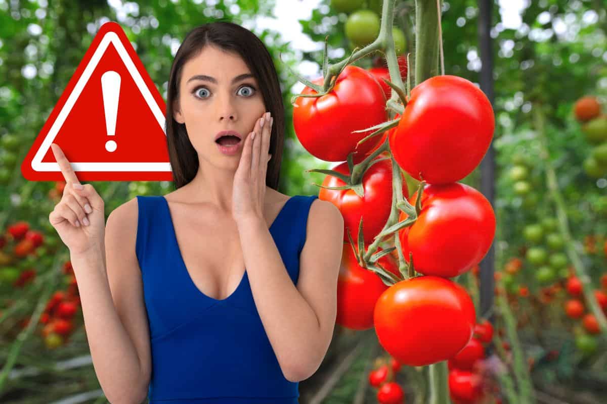 Pomodori italiani in pericolo
