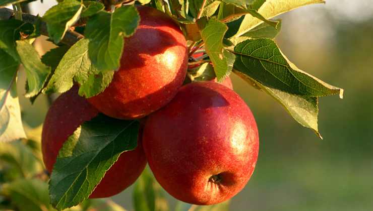 Ecco perché le mele sono meglio dei probiotici, parola all'esperta