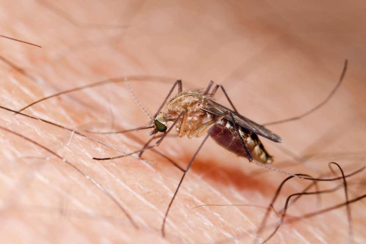 Come evitare la Dengue
