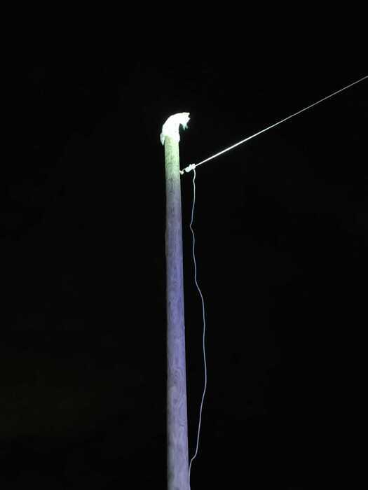 Gatto coraggioso si arrampica su un palo per sfuggire a un cane: la sua incredibile salvezza!