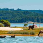 Romagna selvatica: un viaggio tra cinghialetti e fenicotteri